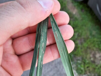 Kalkulacija troškova proizvodnje pšenice 2021. godine