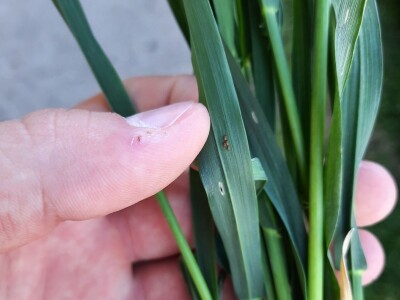 Kalkulacija troškova proizvodnje pšenice 2021. godine