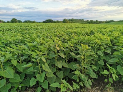 Kalkulacija troškova proizvodnje suncokreta 2020. godine