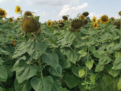 Kalkulacija troškova proizvodnje suncokreta 2020. godine