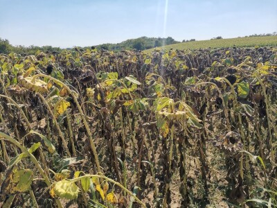 Kalkulacija troškova proizvodnje suncokreta 2020. godine