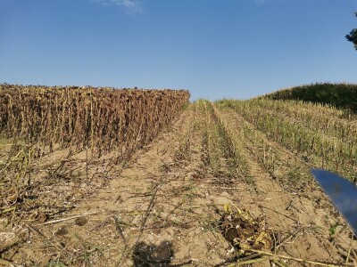 Kalkulacija troškova proizvodnje suncokreta 2020. godine