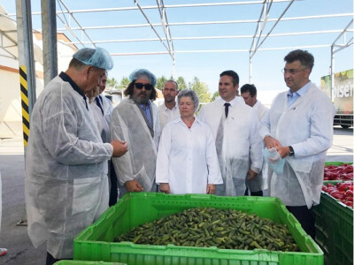 Krastavci svakodnevno dolaze s hrvatskih polja