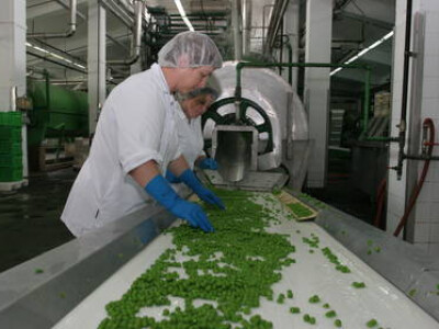 I grašak je domaći