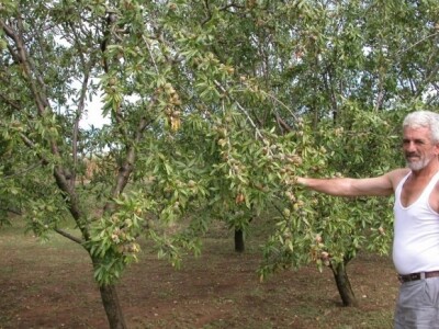 Branko kaloper pokazuje urod bajama