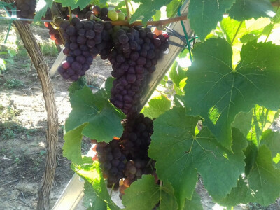 I ostale sorte su odlično rodile