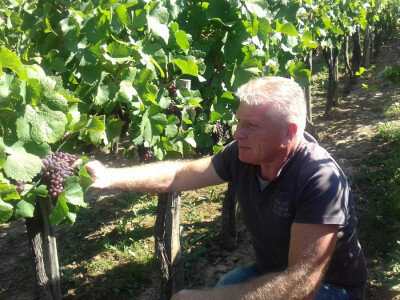 Grožđe je spremno za berbu