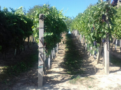 Imaju 4.500 trsova u punom rodu