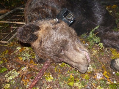 Kamera na ogrlici koju je nosio medved Aleksandar