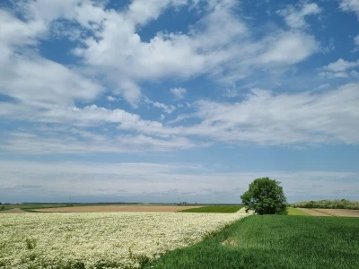 Kamilica