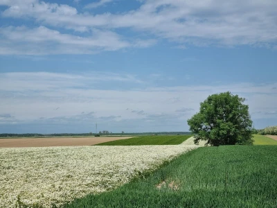 Kamilica