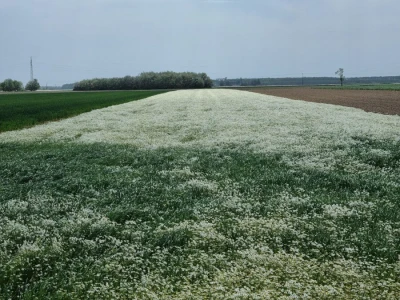 Kamilica