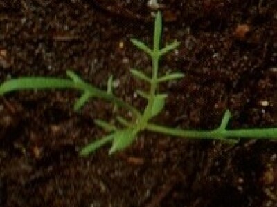 Kamilica - Matricaria chamomilla