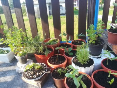 Kampanja "Ja sadim, a ti?"