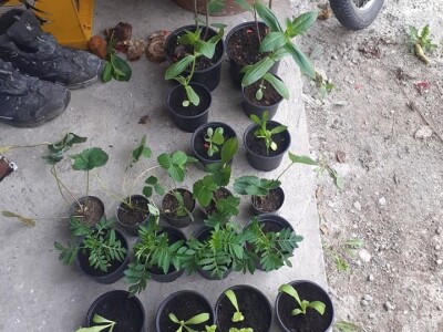 Kampanja "Ja sadim, a ti?"