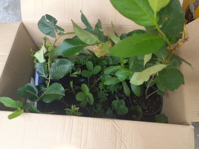 Kampanja "Ja sadim, a ti?"