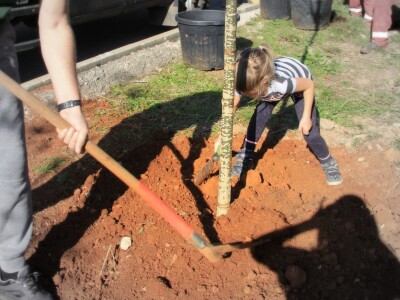 Kampanja "Zasadi stablo, ne budi panj"