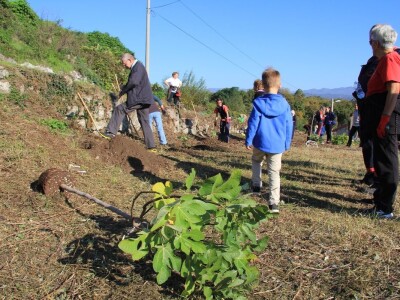 Kampanja "Zasadi stablo, ne budi panj"