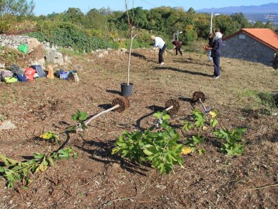 Kampanja "Zasadi stablo, ne budi panj"