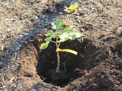 Kampanja "Zasadi stablo, ne budi panj"