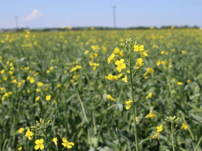 Kanada, nova zemlja rastućeg agrara