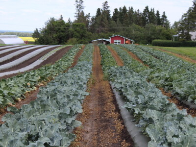 Kanada, nova zemlja rastućeg agrara