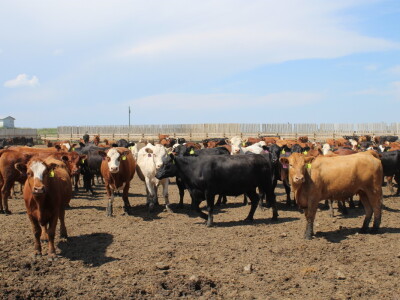 Kanada, nova zemlja rastućeg agrara