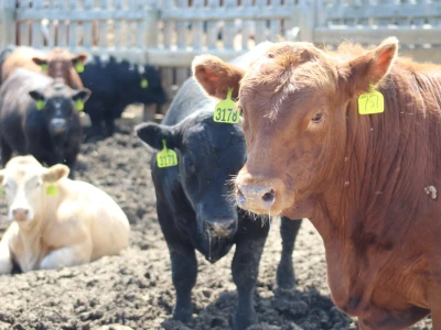 Kanada, nova zemlja rastućeg agrara