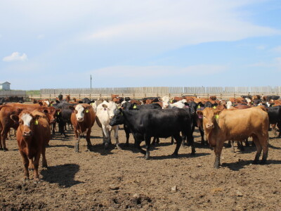 Kanada, velika zemlja rastućeg agrara