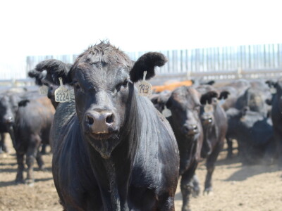 Kanada, velika zemlja rastućeg agrara