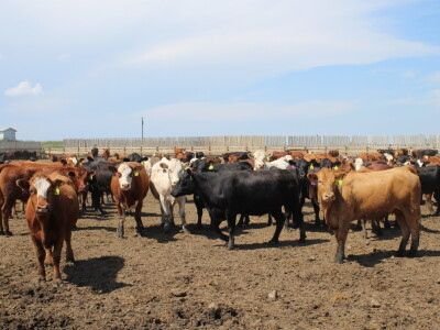 Kanada, velika zemlja rastućeg agrara