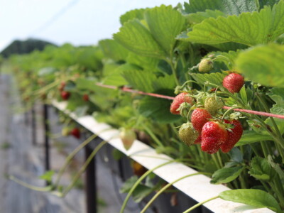 Kanada, velika zemlja rastućeg agrara