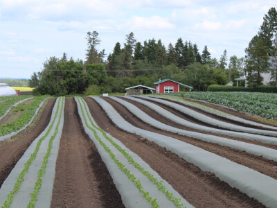 Kanada, velika zemlja rastućeg agrara