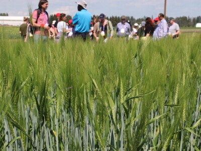 Kanada, velika zemlja rastućeg agrara