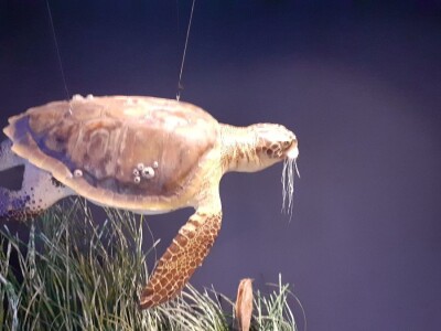 Kanal Sv. Ante - posjetiteljski centar