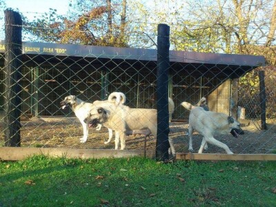 Uzgajivačnica Kangali Edo Žepče Uzgajivačnica Kangali Edo Žepče