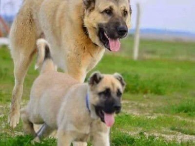 Kangali su odani vlasniku Kangali su odani vlasniku