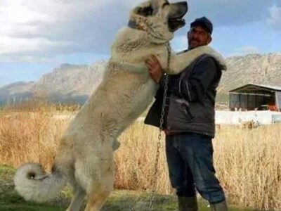 Veliki su i pouzdani psi Veliki su i pouzdani psi