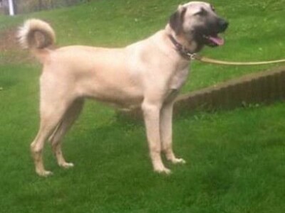 Snažni i neustrašivi Snažni i neustrašivi