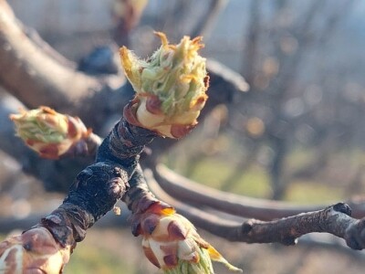 Kaolinska glina Kaolinska glina