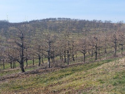 Kaolinska glina Kaolinska glina