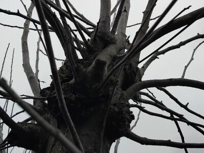 Kape na stablu Granny Smitha