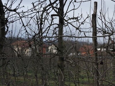 Kape na stablu Granny Smitha