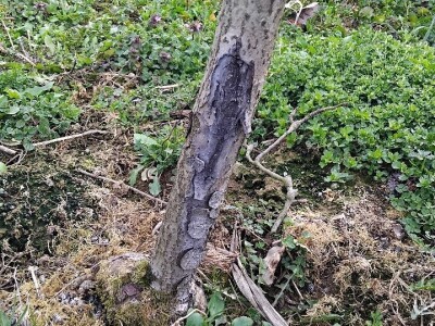 Kape na stablu Greni Smita