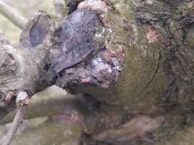 Kape na stablu Greni Smita