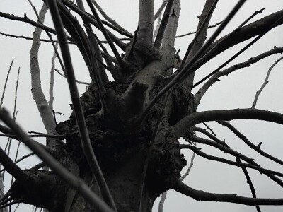 Kape na stablu Greni Smita