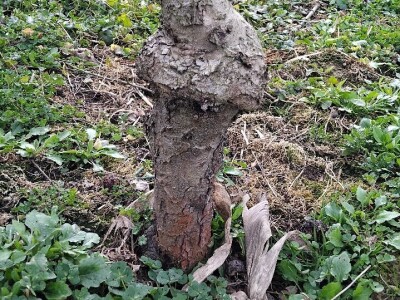 Kape na stablu Greni Smita