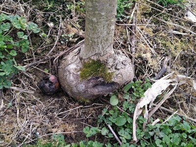 Kape na stablu Greni Smita