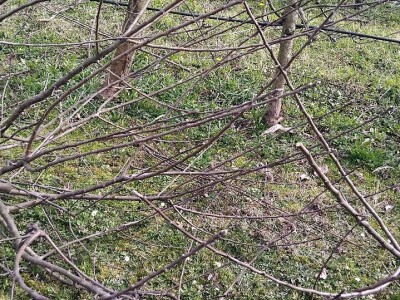 Kape na stablu Greni Smita