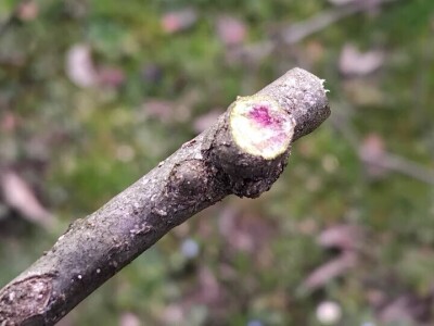 Kape na stablu Greni Smita